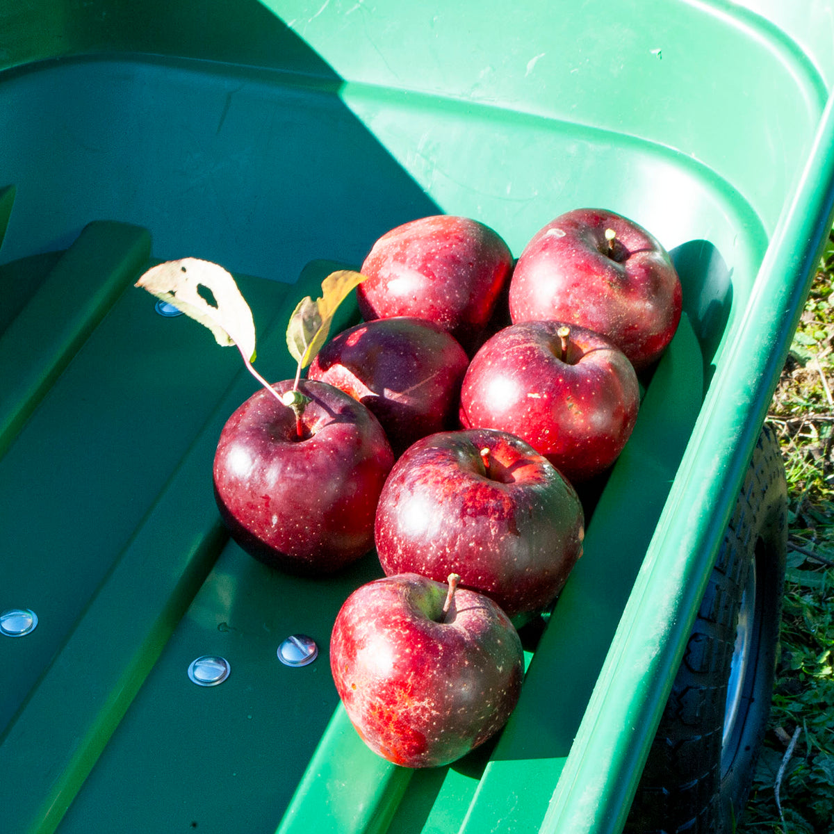 Seven red apples with a small leafy stem resting in a green plastic dump trolley outdoors.