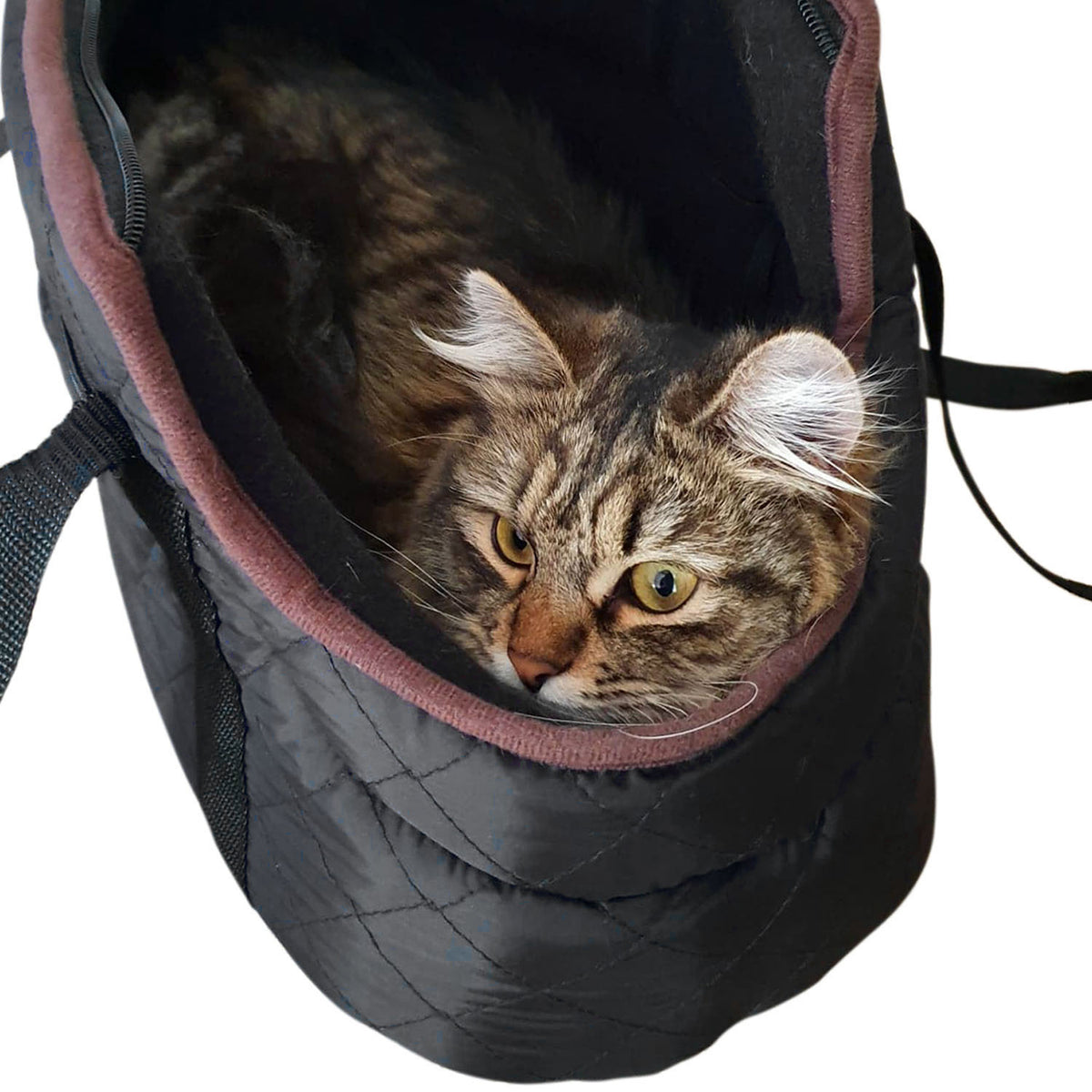 A brown cat lying inside a black quilted pet carrier bag with a dusty rose-brown zipper trim, shown against a plain white background.
